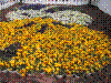 flower show2004 039.jpg